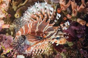 portrait de poisson lion scorpion photo