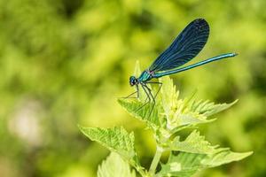 ailes ouvertes macro libellule bleue