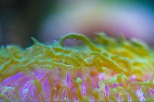 macro de coraux durs sur la lumière de plongée de nuit photo