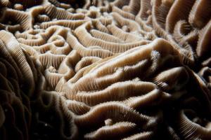 Détail macro de corail dur de raja ampat, papouasie indonésie photo