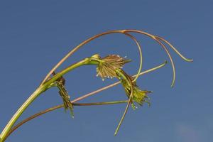 branche de raisin en spirale photo