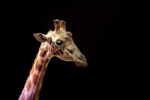 girafe de cirque portrait en gros plan photo