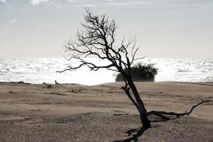 dunes de sable de la plage du désert par jour venteux photo