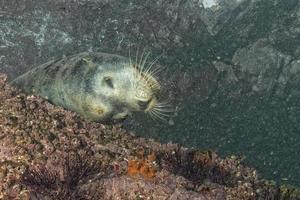 lion de mer mâle sous l'eau vous regarde photo