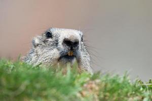 portrait de marmotte de porc au sol tout en vous regardant photo