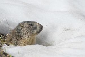 marmotte isolée en courant sur la neige photo