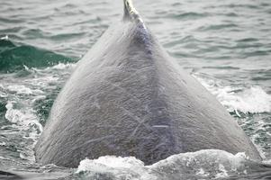 Baleine à bosse très proche en descendant dans la baie du glacier en Alaska photo