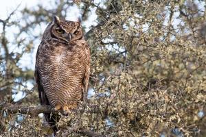 portrait de hibou gris en vous regardant photo