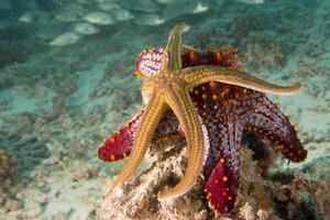 étoiles de mer dans un paysage sous-marin coloré de récif photo