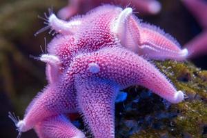 antarctique coussin star sous l'eau gros plan photo