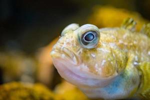 barbed plunderfish l'antarctique poisson sous l'eau photo