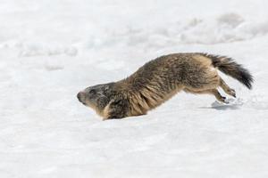 portrait de la journée de la marmotte marmotte qui court sur la neige photo