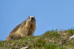 un portrait de marmotte photo