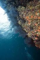 paysage sous-marin de récif coloré avec des poissons et des coraux photo