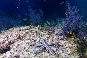 étoiles de mer dans un paysage sous-marin coloré de récif photo