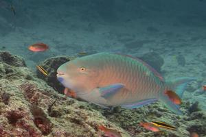 poisson perroquet sous l'eau photo