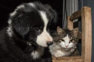 portrait de chien chiot border collie avec un chat photo