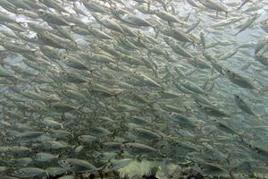 à l'intérieur d'un banc de poissons sous l'eau photo