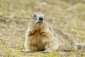 portrait de marmotte en vous regardant photo