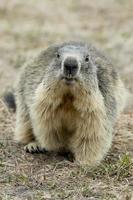 portrait de marmotte, gros plan photo