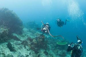 laticauda colubrina le serpent le plus venimeux du monde photo