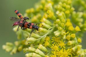 couple de cricket amoureux photo