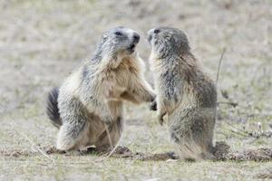 deux marmottes en jouant photo