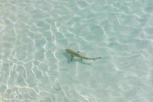 requin à pointe noire dans le lagon des maldives, eau de mer claire et peu profonde. requin pointe noire dans l'ocean indien photo