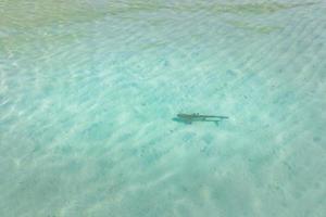 requin à pointe noire dans le lagon des maldives, eau de mer claire et peu profonde. requin pointe noire dans l'ocean indien photo