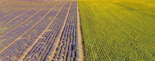 vue aérienne panoramique du champ de lavande. paysage aérien de champs agricoles, vue imprenable sur les oiseaux depuis un drone, fleurs de lavande en fleurs en ligne, rangées. bannière de saison estivale agricole photo