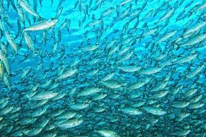 à l'intérieur d'un banc de poissons sous l'eau photo