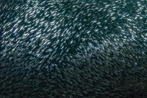 Banc de sardines sous l'eau photo