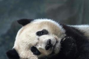 portrait de bébé nouveau-né panda géant gros plan pendant son sommeil photo