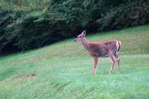 portrait de cerf de Virginie près des maisons dans la campagne du comté de l'état de new york photo