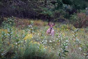 cerfs de Virginie près des maisons dans la campagne du comté de l'état de new york photo