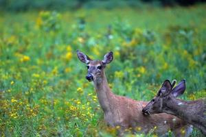 cerfs de Virginie près des maisons dans la campagne du comté de l'état de new york photo