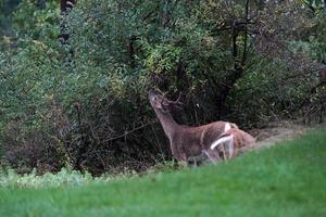 cerfs de Virginie sous la pluie près des maisons dans la campagne du comté de l'état de new york photo