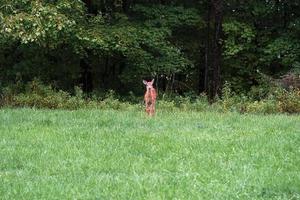 cerfs de Virginie sous la pluie près des maisons dans la campagne du comté de l'état de new york photo