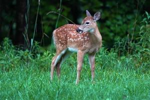 Nouveau-né cerf de Virginie sous la pluie près des maisons dans la campagne du comté de l'état de new york photo