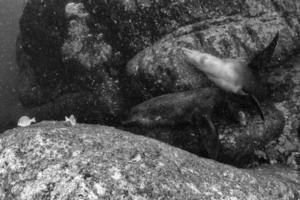 chiot lion de mer sous l'eau photo