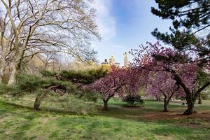 parc central new york fleur de cerisier photo