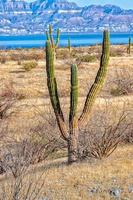 gros plan de cactus géant du désert de californie photo