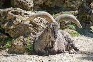 portrait de mouton bleu bharal longues cornes photo