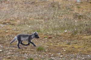 renard arctique au svalbard spitzberg photo