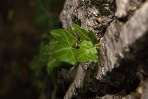 lierre sur macro de tronc d'arbre photo