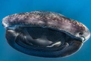 requin-baleine gros plan portrait sous-marin manger du plancton photo
