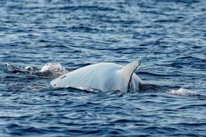 rorqual commun espèce en voie de disparition rare à voir deuxième plus grand animal au monde photo