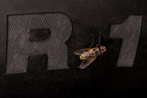 Fly macro close up portrait sur pneu de voiture r1 photo