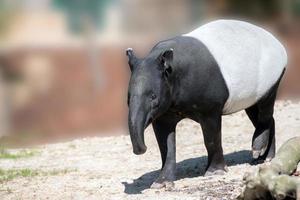 portrait de tapir malais venant à vous photo