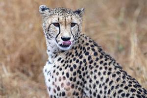 portrait de guépard dans le parc kruger afrique du sud photo
